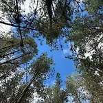 Cabana En El Bosque