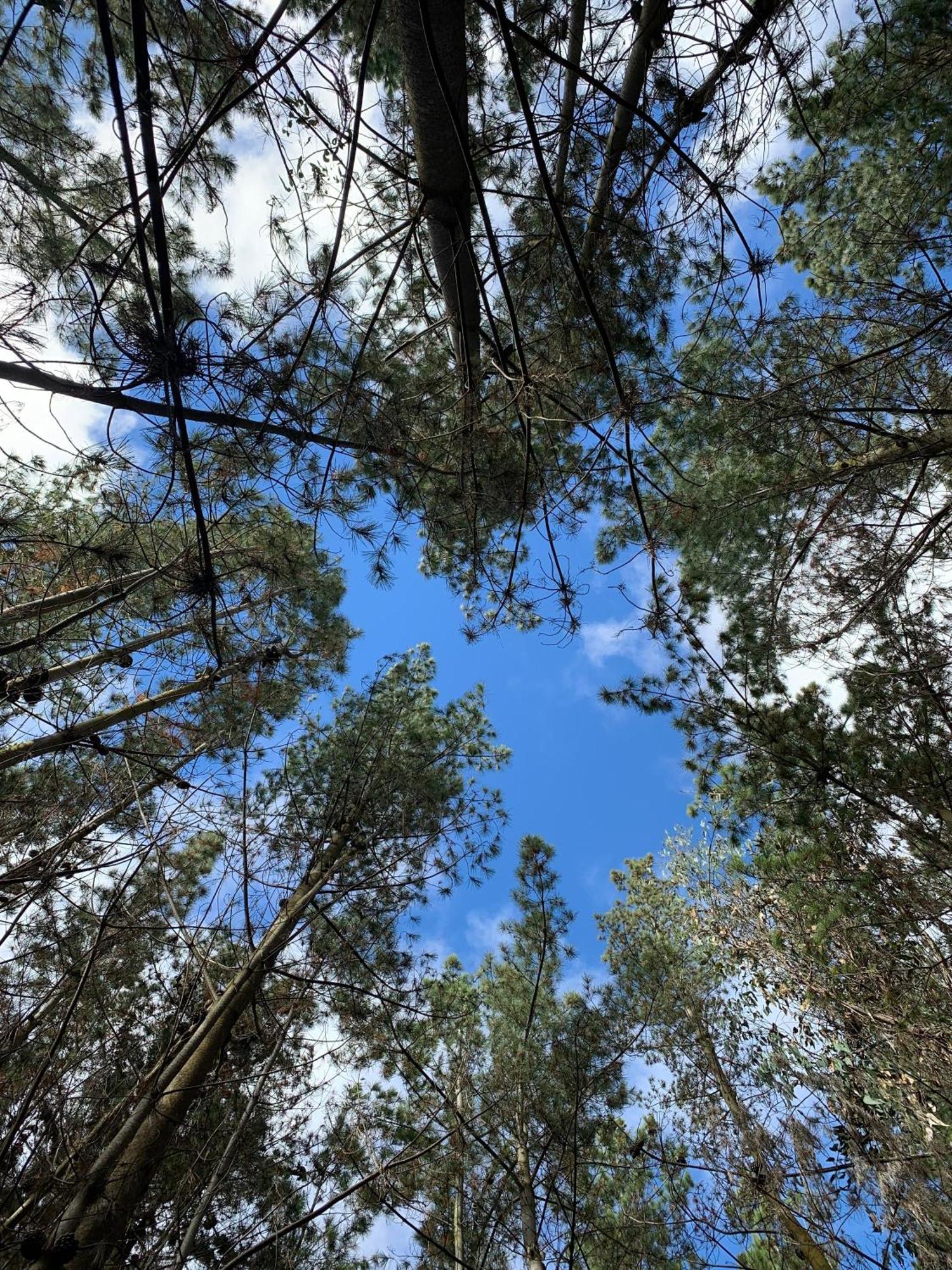 Casa de férias En El Bosque